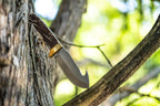 Uncle Henry Elk Hunter Fixed Blade Knife 4.3" Drop Point Plain Edge