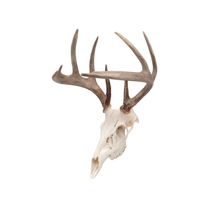 Allen EZ Mount Skull Trophy Mount Steel Black