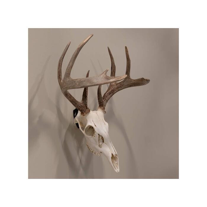 Allen EZ Mount Skull Trophy Mount Steel Black